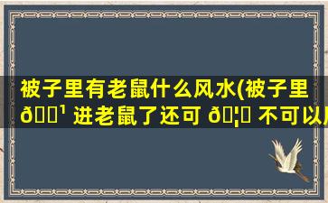 被子里有老鼠什么风水(被子里 🌹 进老鼠了还可 🦈 不可以用)